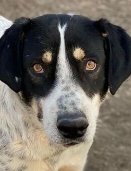 Benja, geb. ca. 05/2023, Griechenland - Markdorf