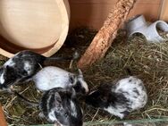 4 Degu weibchen + Käfig + Zubehör - Mönchengladbach