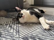 Liebevoller Kater wegen Umzug abzugeben - Bergkamen