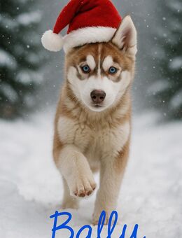 Titel: Siberian Husky Welpen suchen ein liebevolles Zuhause - Ebstorf (Klosterflecken)