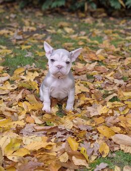 Französische Bulldoggen Welpen - Espelkamp Altgemeinde