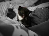 Katzen Babys vom 5.4.2025 - Neuss