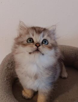 Süße Maine-Coon – Perser/ Perser Katzenbabys, Babykatzen, Kitten, Katzen Perserkatze, cats - Berlin