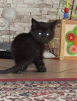 Kitten suchen neues Zuhause - Essen