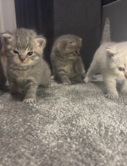 BKH - SIAM Mix Kitten - Coppenbrügge