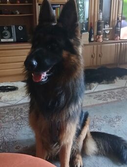 altdeutscher Schäferhund-Rüde 25 Monate alt - Panketal