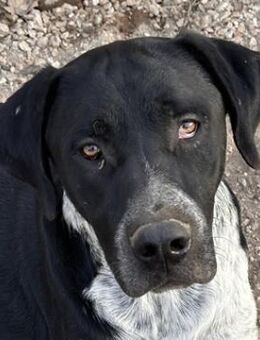 Wilson, geb. ca. 07/2023, lebt in GR - Markdorf