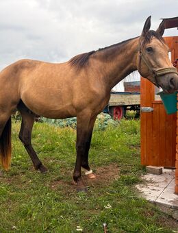 PRE-Wallach in seltener Buckskin Farbe- mit Stutenbegleitung Abzugeben - Heringsdorf (Mecklenburg-Vorpommern)