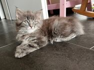 Wunderschöne Maine Coon Kitten - Helsa