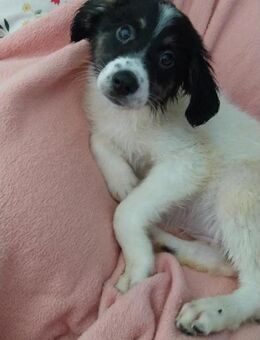 Kleine Daisy sucht aktives Zuhause - Berlin