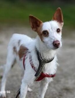 PABLO 💙 wartet auf sein Happy End - Fahrenzhausen