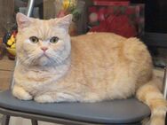 8-jähriger lieber Kater Addie sucht neues Zuhause - Glauchau