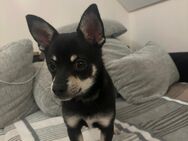 Chihuahua - Nürnberg