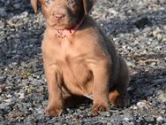 Labrador Welpen mit Ahnentafel