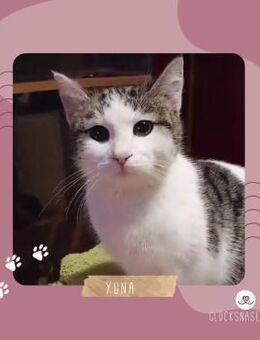 Katzenmädchen Yuna wartet auf Post - Lalendorf