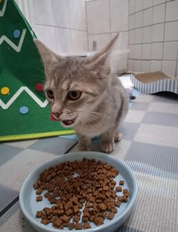 Geschwister Kitten Kätzchen - Heidenheim (Brenz)