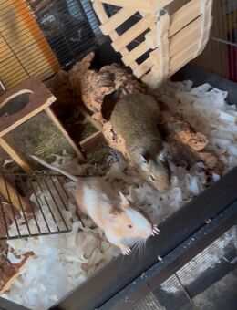 Degu 4er Gruppe (Weibchen) sucht neues Zuhause - Rietheim-Weilheim