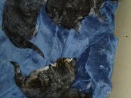 Nur noch 1 xxl maine coon kitten weibchen - Bad Kissingen