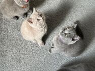 Reinrassige bkh Britisch Kurzhaar Kitten suchen ein liebevolles Zuhause - Aachen