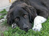 Juhani- großer Hund mit großem Herz - Kallmünz