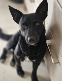 Schnuckel THEO🩵wartet in 18249 Bernitt - Hamburg