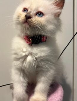 Ragdoll Katzenbabys - Heidelberg