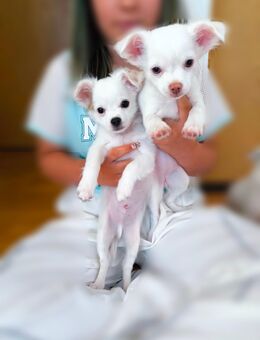 2 Chihuahua Welpen - Altenburg