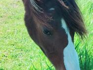 2 1/2 Jahre junger Hängst sucht neues zu Hause - Heide