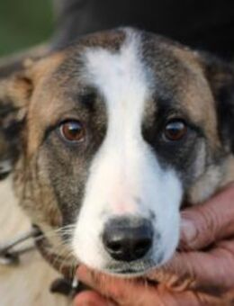 Jamie - tolle Junghündin - Lohra