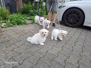 Malteser Welpen 12 Wochen alt - Gernsbach