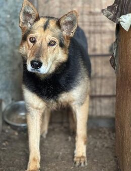Dolina ist sehr schüchtern 🐾 - Elsdorf (Nordrhein-Westfalen)