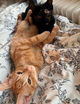 2 Jungkatzen 5 Monate alt + Zubehör - Bremen