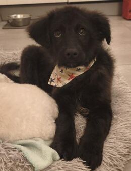 Pudelmix-Mädchen MAiSY😍wartet in Lübeck - Mylau