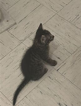 Katzen Jungs gestreift 100€ pro Katze - Lauffen (Neckar) Zentrum