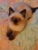 Britisch Kurzhaar Kitten in 26802