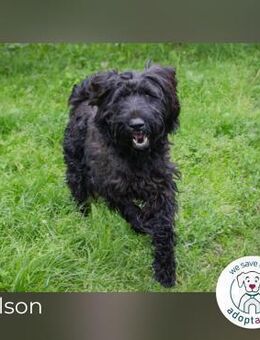 Nelson: Wirbelwind mit großem Herzen - Kirchzell