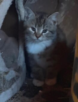 2 kleine Kätzchen suchen ein neues Zuhause - Nennhausen