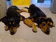 ❤️🐾 Karla & Klara ein Dreamteam🐾❤️ - Eislingen (Fils)