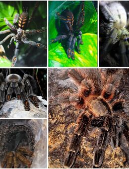 Diverse Vogelspinnen und Zubehör zu fairen Konditionen - Bielefeld