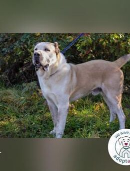 Tor: Großer Kerl mit weichem Herzen - Kirchzell