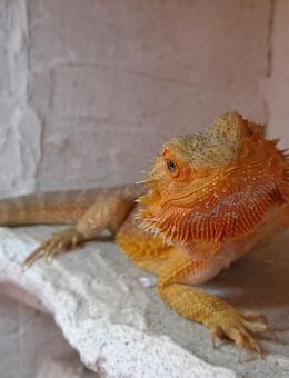 Bartagame + Terrarium abzugeben - Dresden