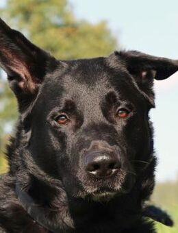 JOKO -SOS Joko braucht einen Pflegeplatz - Betzenstein