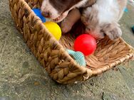 Australian Shepherd Welpen - Wriedel