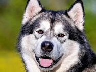MuBalu - Alaskan Malamute - 2 Jahre - Tierhilfe Franken e.V. - Lauf (Pegnitz) Zentrum