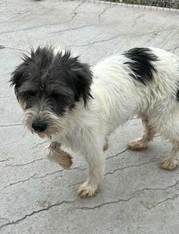 Feli von kettenlos - Bollingstedt