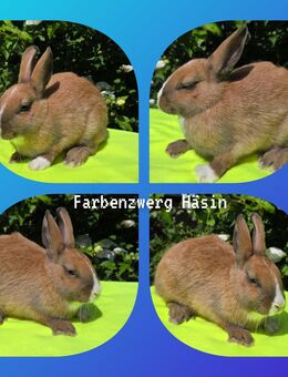 tolle junge Zwergkaninchen abzugeben - Gelsenkirchen Ückendorf