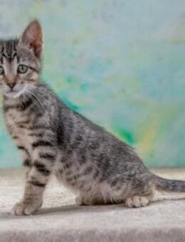 Chantal, ein verspieltes Katzenkind - Brunstorf