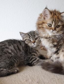 Bezaubernde Britisch Kurzhaar - Permix-Mix kitten suchen ein neues Zuhause - Rostock