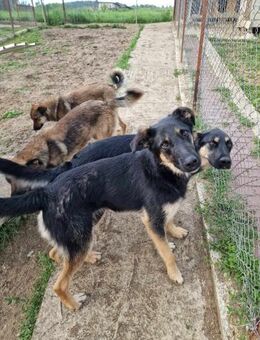 Otto - lieber Bub sucht seinen Weg - Langenhagen