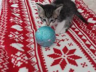 Katzen Baby zu verkaufen - Herford (Hansestadt)